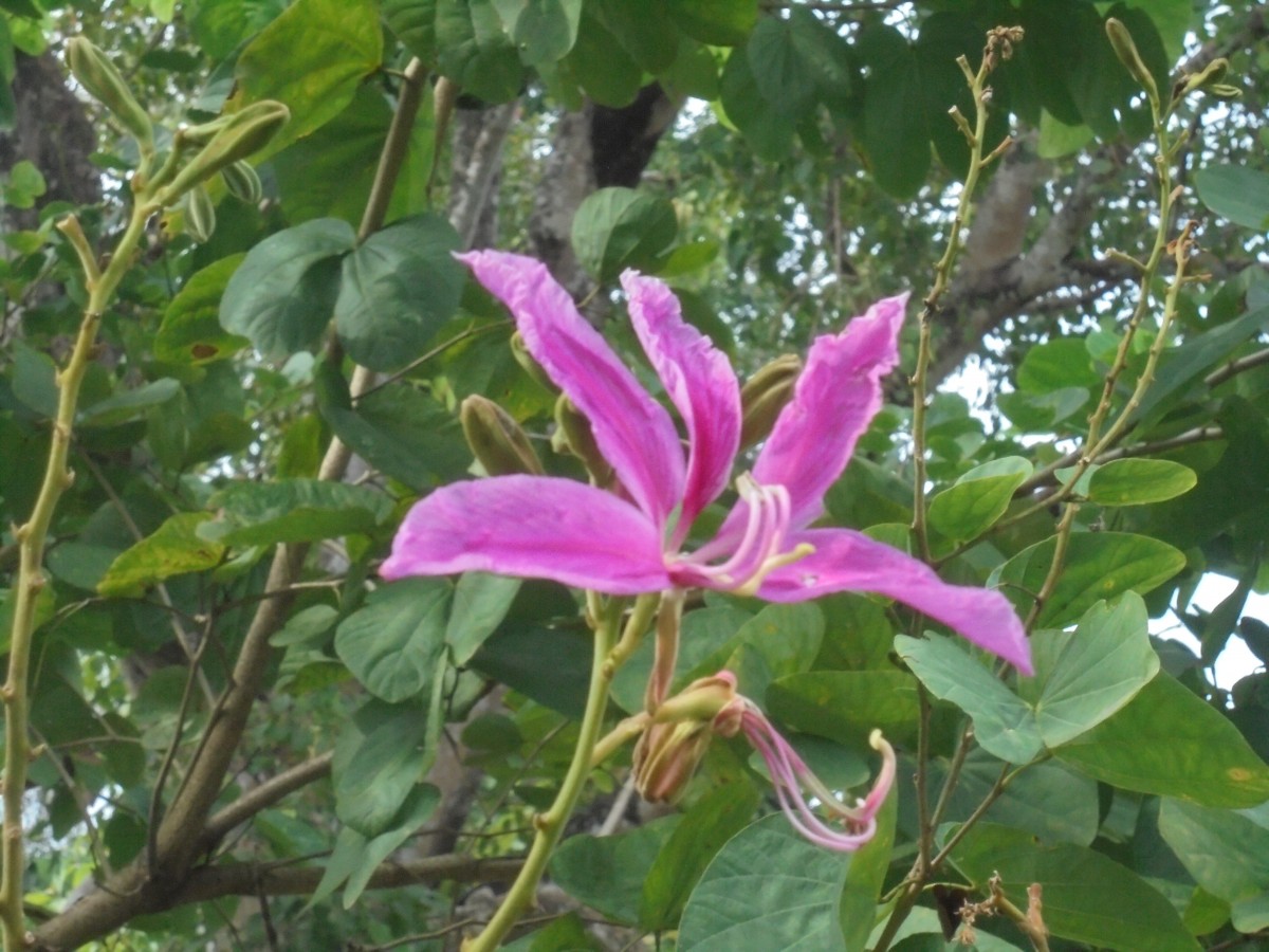 Bauhinia purpurea L.